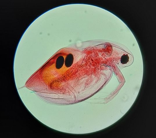 微生物
