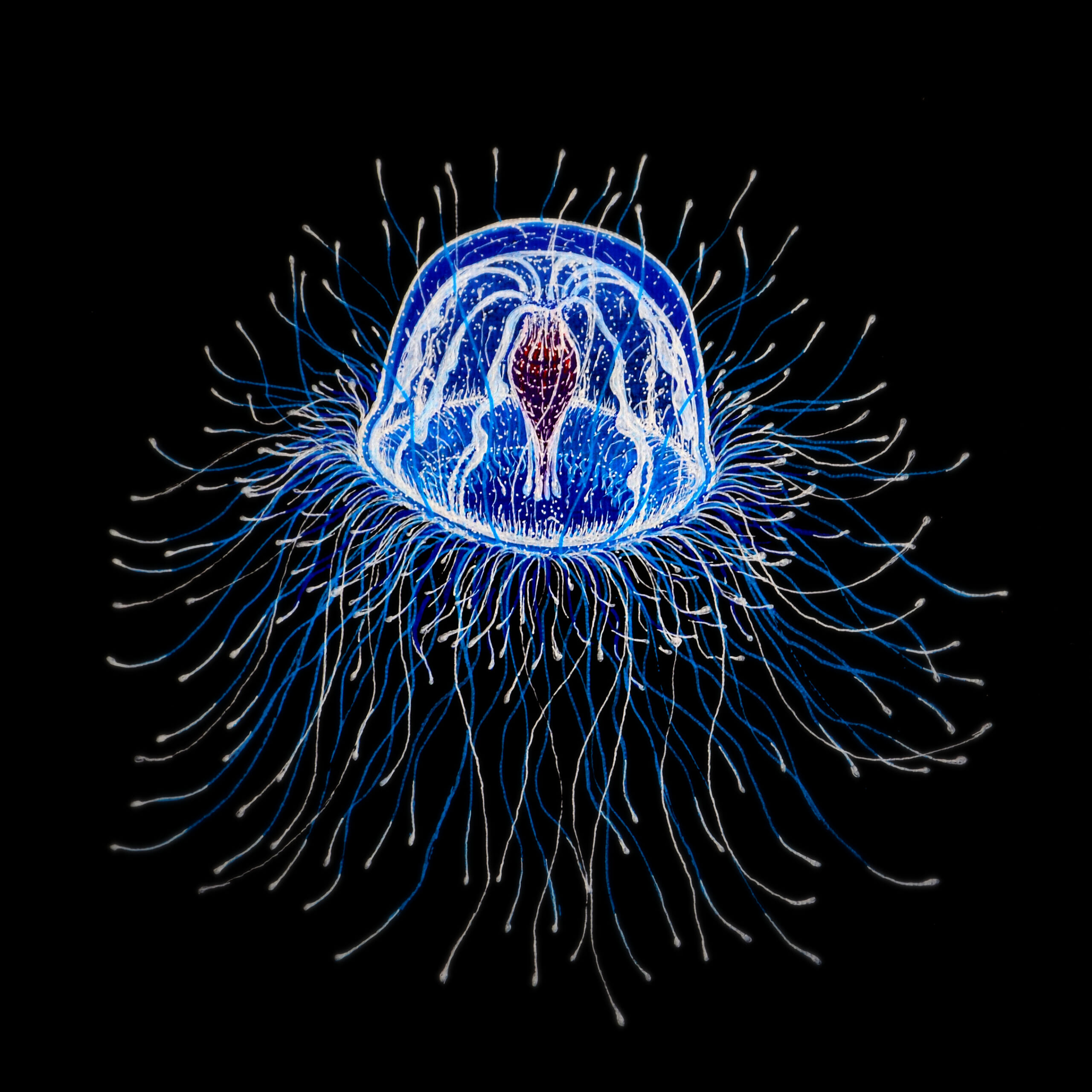 ベニクラゲ(参照：almatma https://almatma.wordpress.com/2013/07/19/turritopsis-nutricula/?utm_source=Pinterest&utm_medium=organic)